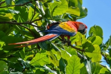 ptiči/birds