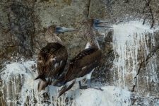 ptiči/birds