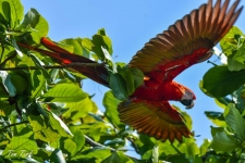 ptiči/birds