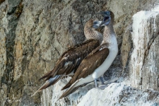 ptiči/birds