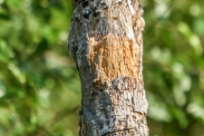 ptiči/birds