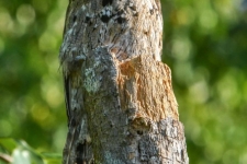 ptiči/birds