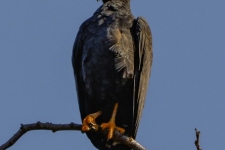ptiči/birds