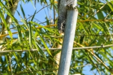 ptiči/birds