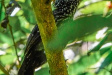 ptiči/birds