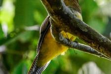 ptiči/birds