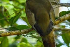 ptiči/birds