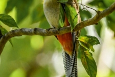 ptiči/birds