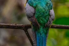 ptiči/birds