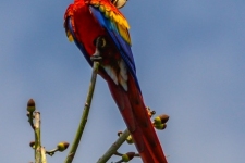ptiči/birds