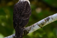 ptiči/birds