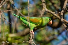 ptiči/birds