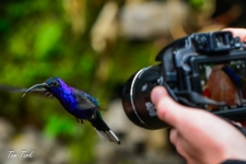 ptiči/birds