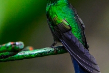 ptiči/birds