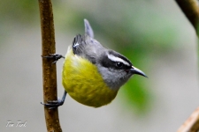 ptiči/birds