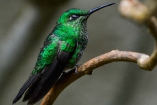 ptiči/birds
