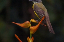 ptiči/birds