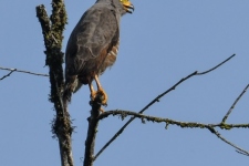 ptiči/birds