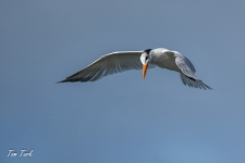 ptiči/birds