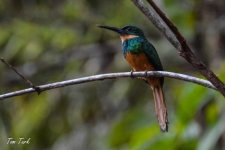 ptiči/birds