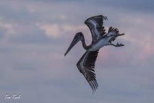 ptiči/birds