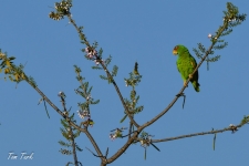 ptiči/birds