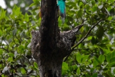 ptiči/birds