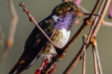 ptiči/birds
