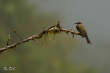 ptiči/birds