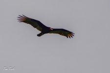 ptiči/birds