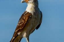 ptiči/birds