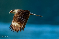 ptiči/birds
