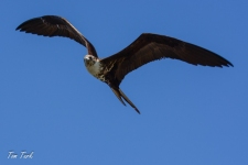 ptiči/birds