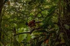 ptiči/birds