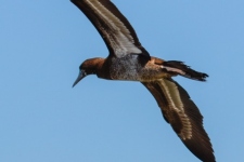 ptiči/birds