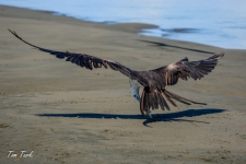 ptiči/birds