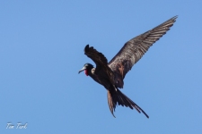 ptiči/birds