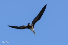 ptiči/birds