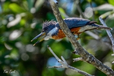 ptiči/birds