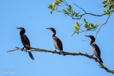 ptiči/birds