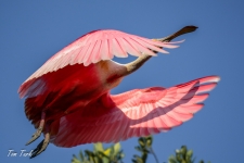 ptiči/birds