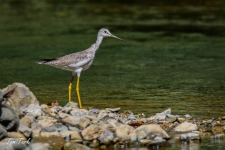 ptiči/birds