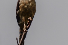 ptiči/birds