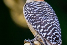 ptiči/birds