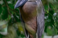 ptiči/birds