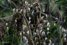 ptiči/birds