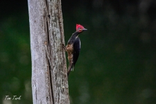 ptiči/birds