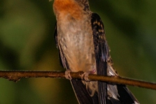 ptiči/birds