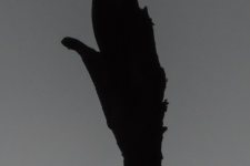 ptiči/birds