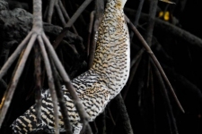 ptiči/birds